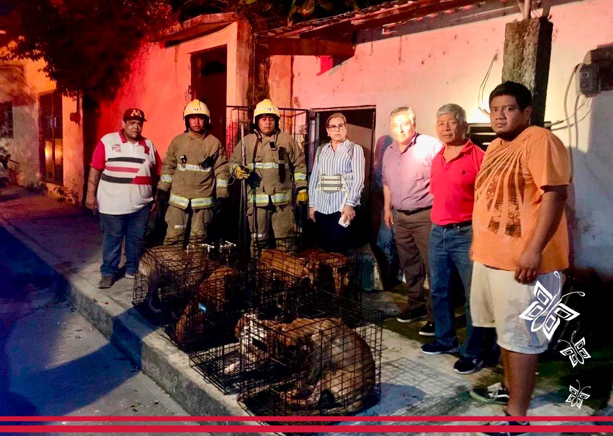Ecología y Medio Ambiente del Ayuntamiento rescata a caninos